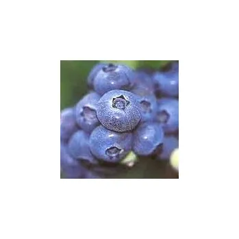 Sazenice Kanadská borůvka POLORANÁ ´Berkeley´ (Vaccinium corymbosum ´Berkeley´)