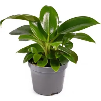 Sazenice Filodendron, Philodendron Green Princess, průměr květináče 11 cm