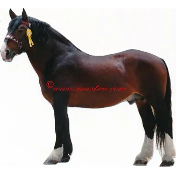 Samolepka norik hřebec Streit - archiv