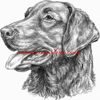 Samolepka chesepeak bay retriever, retrívr c655 - Malá - přibližně jako pohlednice