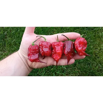 Semeno chilli-semena Gator Jigsaw Purple