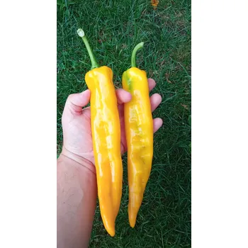 Semeno chilli-semena Golden Marconi