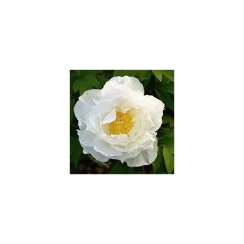 Sazenice Paeonia sufruticosa Godaishu 20/25 cm