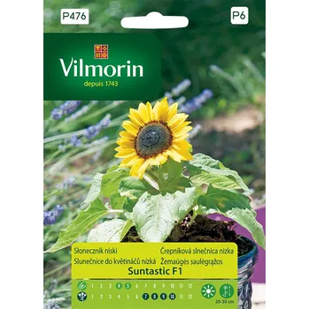 Semeno Slunečnice do květináčů (nízká) Suntastic F1