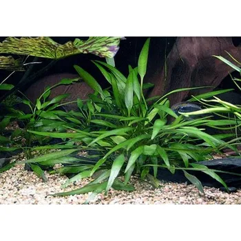 Akvaristika Cryptocoryne nevellii (Košíčková Ø 5,5 cm)