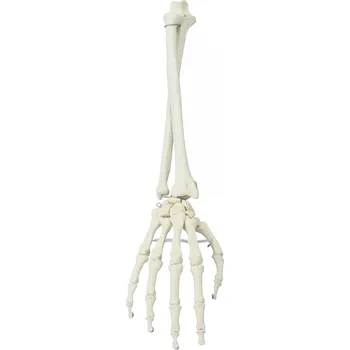 anatomický model Ruka s předloktím