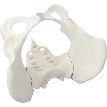 Ženská pánev s křížovou kostí