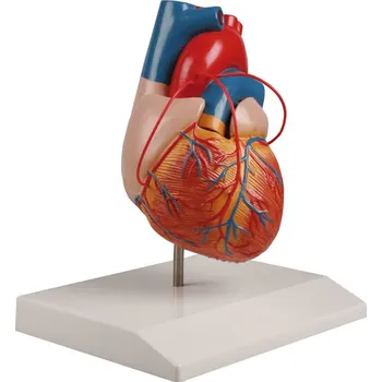 Model srdce s bypassem