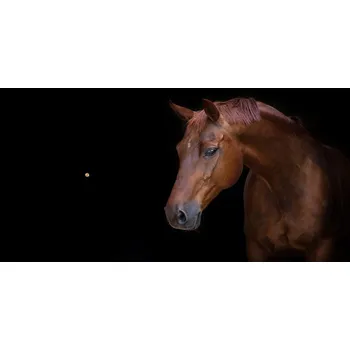 Hodiny Moderní skleněné hodiny na stěnu Hnědý kůň