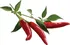 Semeno Click and Grow Chili Pepper kapsle se semínky a substrátem 3 ks