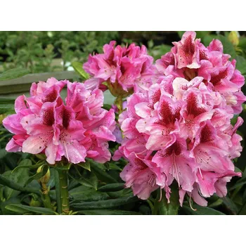 Sazenice RHODODENDRON 'Cosmopolitan', 40–50 CM