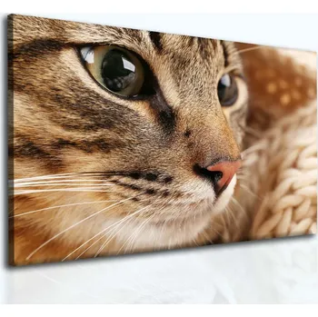 Obraz Malvis ® Obraz Kočka bengálská Velikost: 60x40 cm