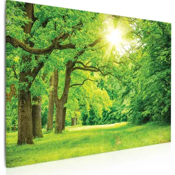 Malvis ® Obraz Lesní mýtinka Velikost: 60x40 cm