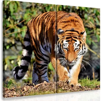 Obraz Malvis ® Vícedílný obraz - Tygr Velikost: 60x60 cm