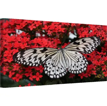 Obraz Malvis ® Obraz Černobílý motýl Velikost: 60x40 cm