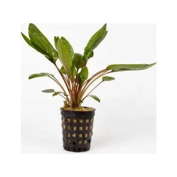 Sazenice Cryptocoryne wendtii green
