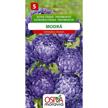 Semeno Astra čínská - pivoňkovité - modrá