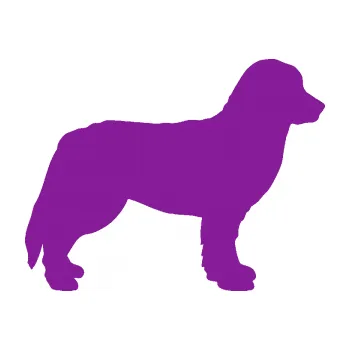 Polep vozidla SAMOLEPKA Pes 157 pravá bernský salašnický (14 - fialová) NA AUTO, NÁLEPKA, FÓLIE, POLEP, TUNING, VLASTNÍ TEXT, TISK, AUTOSAMOLEPKY.cz, POLEPY, OBRÁZEK, LOGO, SAMOLEPKY