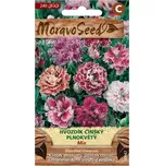 MoravoSeed Hvozdík čínský plnokvětý mix…