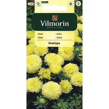 Semeno Astra čínská trpaslík Ksantypa (žlutá)