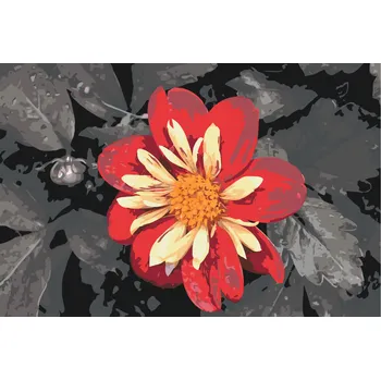 Malování podle čísel - Červený květ Velikost: 40x60cm, Rámování: Pouze srolované plátno
