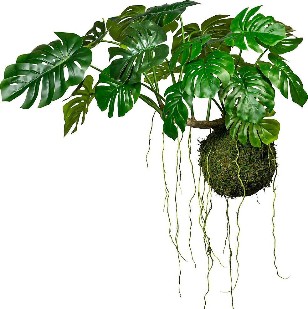 Filodendron na mechové kouli - kaiserkraft