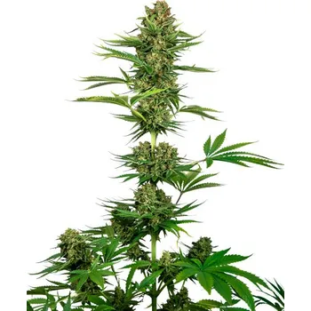Semeno Satin Black Domina CBD - feminizovaná semínka 5 ks, Sensi Seeds