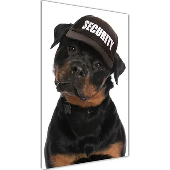 Obraz Foto obraz akrylový vertikální Rottvailer v čepici