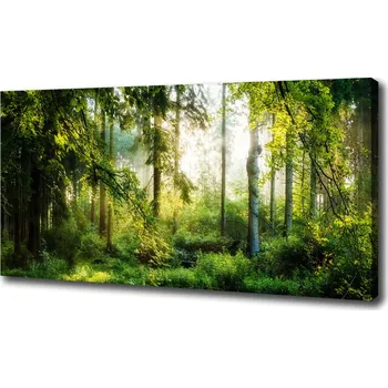 Obraz Foto obraz canvas Ranní slunce les