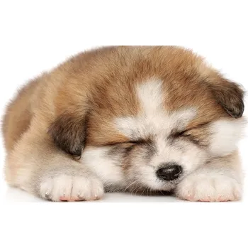 Obraz Fotoobraz na skle Štěně Akita