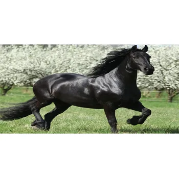 Obraz Foto obraz sklo tvrzené Černý kůň květiny