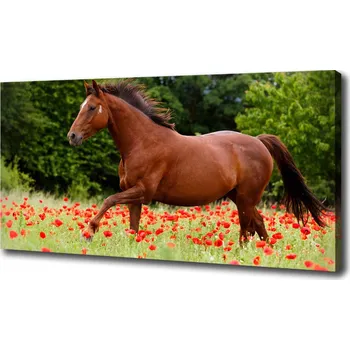 Obraz Fotoobraz fotografie na plátně Kůň na poli máků