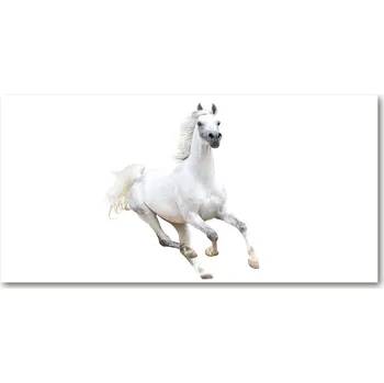 Obraz Foto-obraz skleněný horizontální Bílý arabský kůň