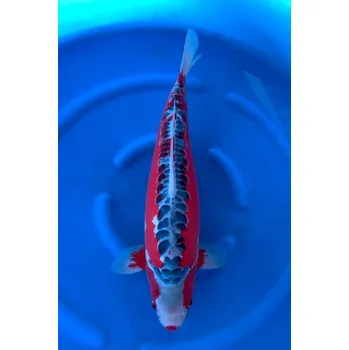 Krmivo pro rybičky VHQ Shusui ... AKC JK 2023002