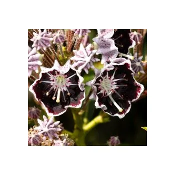 Sazenice Kalmie ´Mitternacht´ (Kalmia latifolia ´Mitternacht´) Midnight