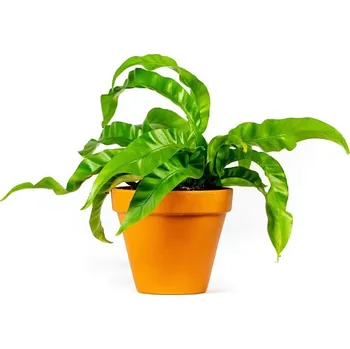 Gardners Asplenium antiquum Hurricane, průměr 12 cm Sleziník