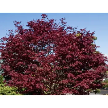 Sazenice Acer platanoides 'Crimson Sentry' C7,5L-KM120, 2-letá korunka