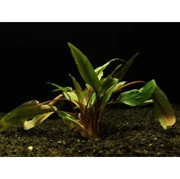 Akvarijní rostlina Cryptocoryne wendtii - Kryptokoryna Wendtova (balení - koš)