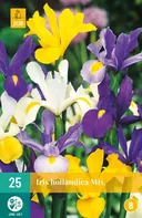 JUB Holland Iris Hollandica Mix kosatec 25 ks