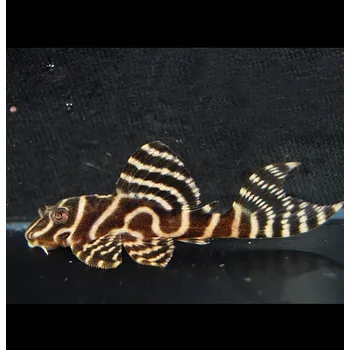 Akvárium Hypancistrus sp. (L333)