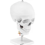 Physa PHY- SK-8 Anatomický model