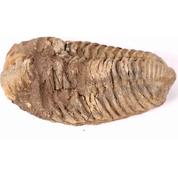 Magieprirody.cz Fosilie Trilobit Calymene Flexicalymene 100 mm #145