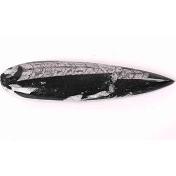 Přírodní kámen Magieprirody.cz Fosilie Orthoceras 160 mm (Maroko) #140