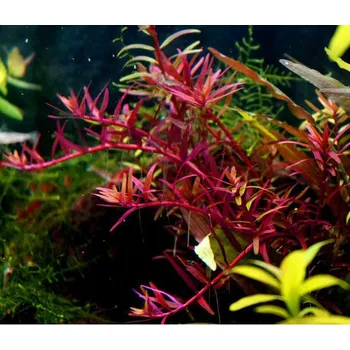 Akvaristika Rotala sp. Colorata (Košíčková Ø 5,5 cm)