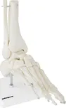 Physa PHY-FM-2 anatomický model kostry…