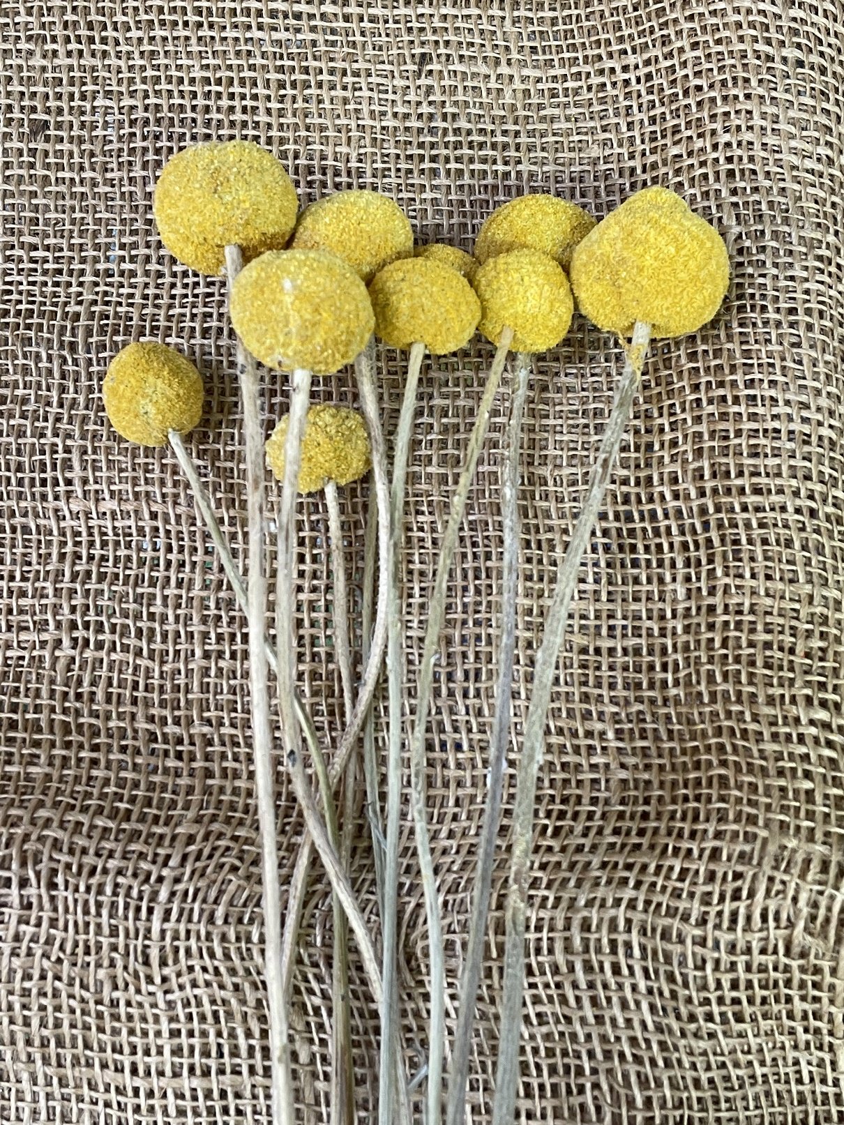 Craspedia 10ks natur