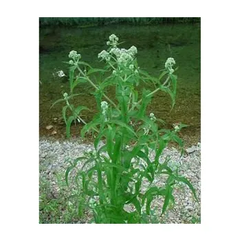 Lékárnička EUPATORIUM perfoliatum/Sadec