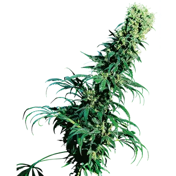 Semeno Sensi Seeds Early Pearl regular 10ks