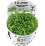 Tropica Micranthemum Monte Carlo 1-2…