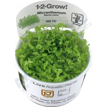 Akvarijní rostlina Tropica Micranthemum Monte Carlo 1-2 Grow!
